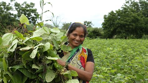 stalking meaning in agriculture|AY.